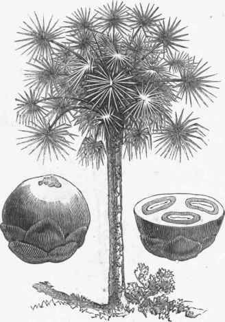 Palmyra-Palm-Borassus-flabelliformis